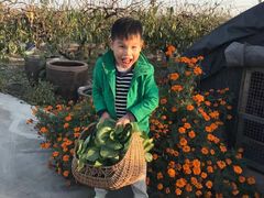 -樂桃源奉贤黄桃种植采摘基地