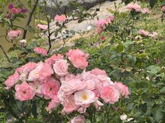 -东莞植物园