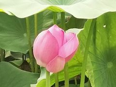 -荷塘月色湿地公园·向阳花洲
