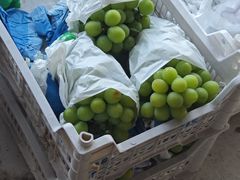 -马陆小张葡萄园农家乐