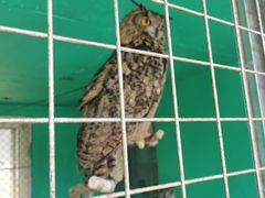 -西霞口神雕山野生动物世界