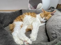 -李小姐の猫咖啡馆(五角场店)