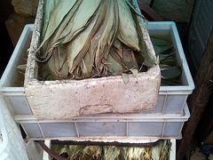 -璐坊粽王(复兴中路店)