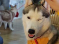-Husky Go! 哈士奇体验馆·宠物咖啡厅狗咖