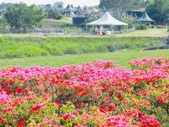 -光明小镇欢乐田园