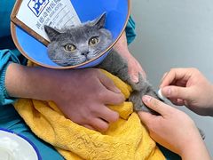 -pd派德宠物中心医院24H急重症·眼科中心·血液透析中心(嵩山北路店)