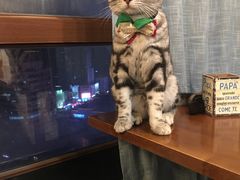 -共舞时光猫咖·狗咖(新街口店)