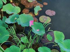 -荷塘月色湿地公园·向阳花洲