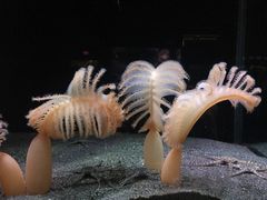 -西雅图水族馆