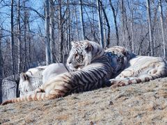 -北京野生动物园