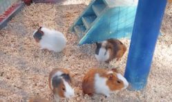 -萌宠亲子动物乐园(槐房万达店)