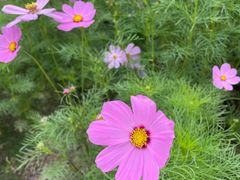 -春花秋色城市公园