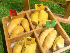 -都念榴莲·城市榴莲