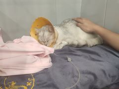 -伟伟宠物医院·瑞派猫友好医院·猫科(光谷店)