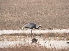 -野鸭湖国家湿地公园