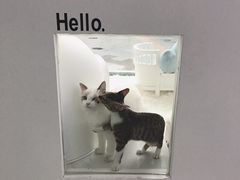 -BABYDOG宝贝狗宠物乐园(欧洲城店)