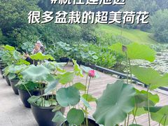 -云溪植物园