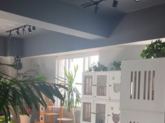 -东方名猫馆·英短金渐层布偶猫舍(环线广场1号楼店)