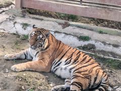 -栾川竹海野生动物园