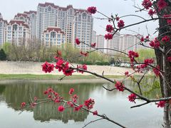 -桃花堤公园