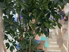 -凯德MALL(望京店)