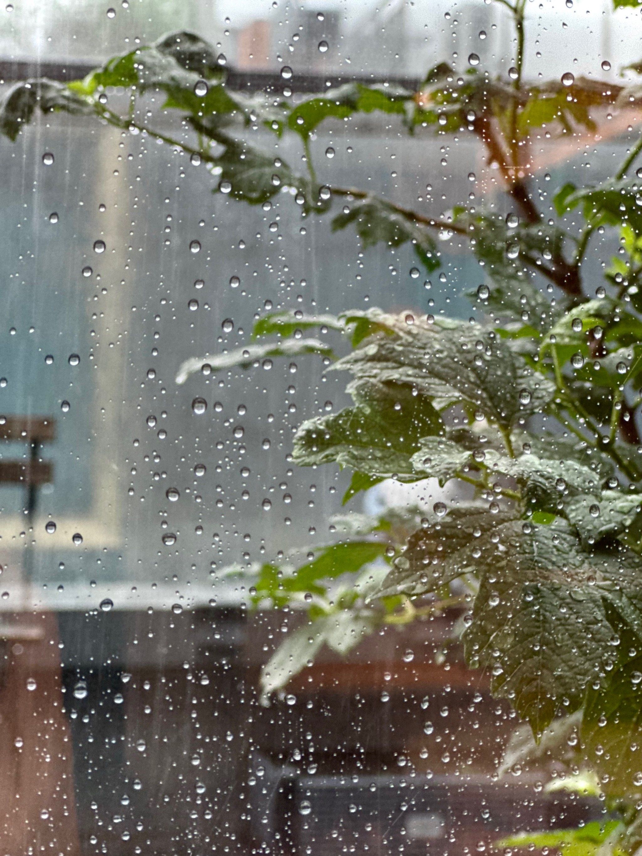 在与你听雨敲窗