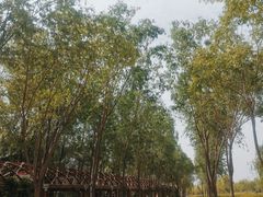 -香山公园