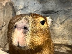 -Zoolung Zoolung动物主题公园(海信广场店)