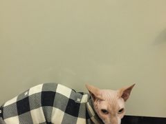 -猫色咖啡·猫咖