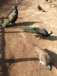 -萌宠亲子动物乐园(槐房万达店)