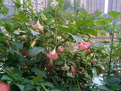 -成都市活水公园