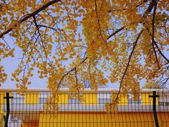 -三里屯东五街银杏大道