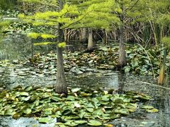 -池杉湖湿地公园