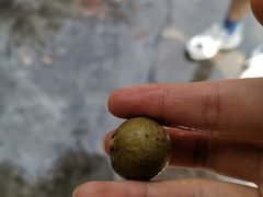 -光明刘冰乳鸽店(光明法政北路店)