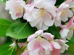 -海棠花溪(元大都城垣遗址公园)