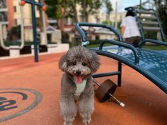 -艾贝尔宠物医院 ·内科全科(梁溪路店)