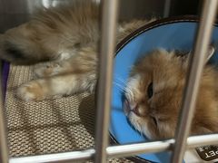 -米苏动物医院·犬猫专科·骨科外科内窥镜