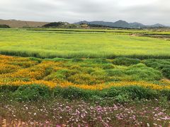 -光明小镇欢乐田园