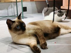 -猫儿山۰猫主题餐厅