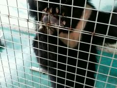 熊-泉州海丝野生动物世界