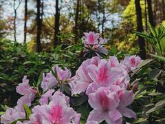 -铁山坪森林公园