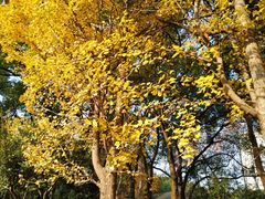 -徐家汇源景区-衡山公园