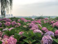 -金银湖国家城市湿地公园