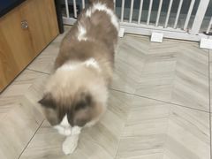 -Pets First伊珊娜洗护·精致美容·家庭式寄养(新会路店)