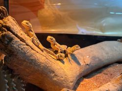 -酷嗒动物文化乐园(cutezoo西溪乐天城店)