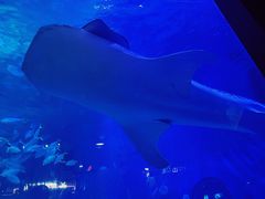 -烟台海昌鲸鲨海洋公园