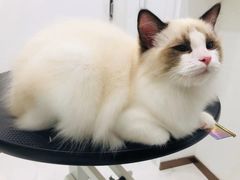 -momokira米努特·德文卷毛猫·棉花面纱犬