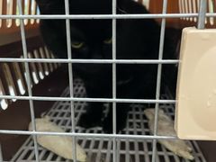 -爱侣宠医·鹦鹉专科·小型哺乳类·异宠专科(灵石路店)