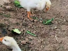 -庞各庄翠芳园西瓜蔬菜基地采摘园