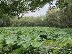 -洛阳市隋唐城遗址植物园